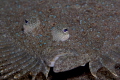   Leopard flounder  